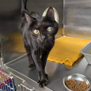 Rosemary -  Extra Toes Cat Hemingway Polydactyl Cat for Adoption in Spokane, Washington - Rosemary | PetCurious
