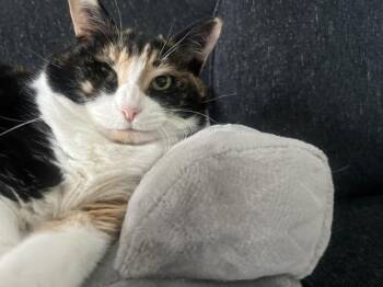 Cherry -  Domestic Short Hair Cat for Adoption in Austin, Texas - Cherry | PetCurious