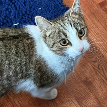 Domestic Short Hair Cats Available for Adoption - Shelby | PetCurious
