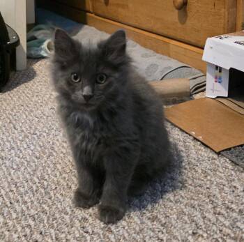 Grizzly -  Domestic Medium Hair Cat for Adoption - Grizzly | PetCurious
