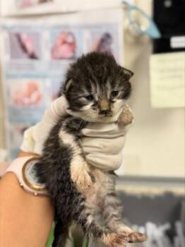 ESTRELLA -  Domestic Short Hair Cat for Adoption in Riverside, California - ESTRELLA | PetCurious