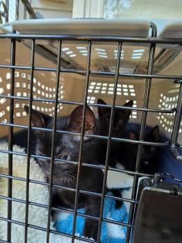 Ballet -  Domestic Short Hair Cat for Adoption in Chicago, Illinois - Ballet | PetCurious