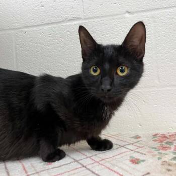 Domestic Short Hair Cats Available for Adoption in Lyndhurst, Virginia - SVAS-Stray-38700 | PetCurious