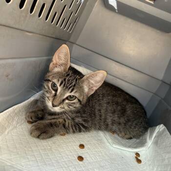 Cyndi -  Tabby Cat for Adoption in Fresno, California - Cyndi | PetCurious