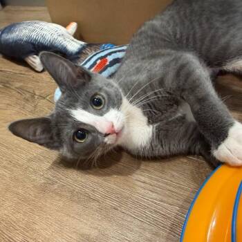Spatula -  Domestic Short Hair Cat for Adoption in Westhampton, New York - Spatula | PetCurious