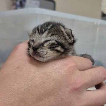 American Shorthair Cats Available for Adoption in Lake Panasoffkee, Florida - Maxine | PetCurious