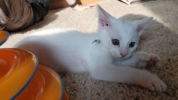 Rescue Domestic Short Hair Cats for Adoption - Misapi | PetCurious