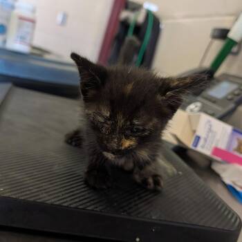 Jennifur -  Domestic Short Hair Cat for Adoption in Ardmore, Oklahoma - Jennifur | PetCurious