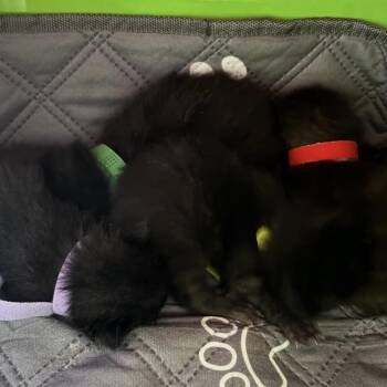 Ginsburg -  Domestic Short Hair Cat for Adoption in Monroe, Michigan - Ginsburg | PetCurious