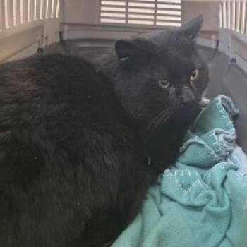 Bruce -  Domestic Short Hair Cat for Adoption in Fairport, New York - Bruce | PetCurious