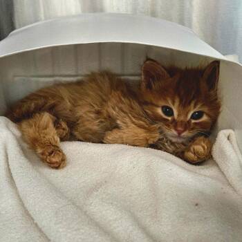 Kohen -  Domestic Long Hair Cat for Adoption in Oneonta, New York - Kohen | PetCurious