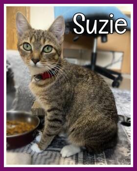 Suzie -  Domestic Short Hair Cat for Adoption in Valley City, North Dakota - Suzie | PetCurious