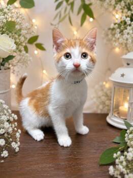 Domestic Short Hair Cats Available for Adoption in Corpus Christi, Texas - Luigi | PetCurious