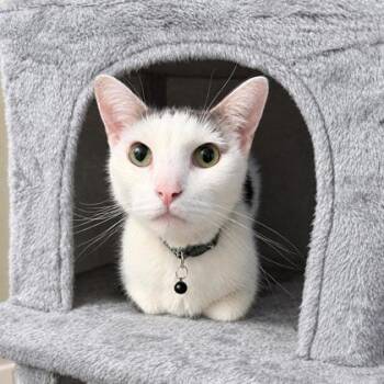 Lewis -  Domestic Short Hair Cat for Adoption in Elk Grove Village, Illinois - Lewis | PetCurious