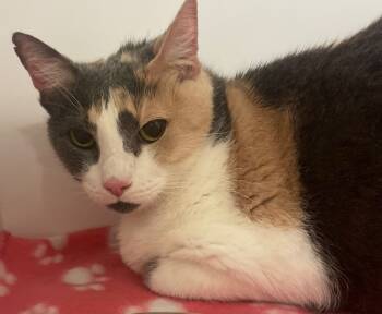 Rescue Domestic Short Hair Cats for Adoption in Neosho, Missouri - Diamond | PetCurious