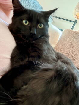 Rescue Domestic Medium Hair Cats for Adoption in Hillsboro, Oregon - NOVA (and Onyx, Midnight And Inky) | PetCurious