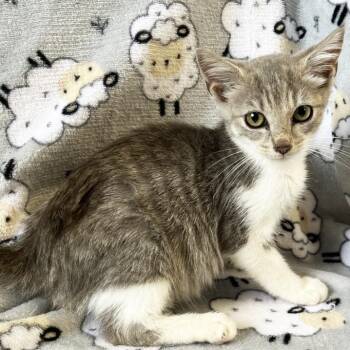 Barley -  Domestic Short Hair Cat for Adoption in Mt. Juliet, Tennessee - Barley | PetCurious