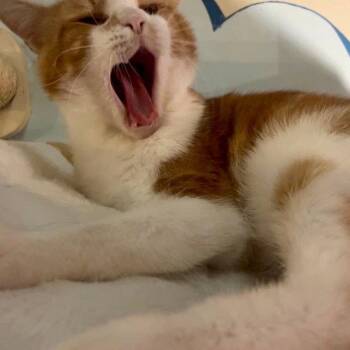 Draco -  Domestic Short Hair Cat for Adoption - Draco | PetCurious