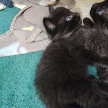 Hawks -  Domestic Short Hair Cat for Adoption in Richmond, Virginia - Hawks | PetCurious