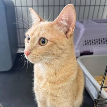 Moira -  Domestic Short Hair Cat for Adoption in Houston, Texas - Moira | PetCurious