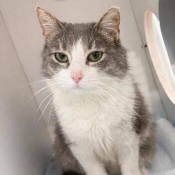 Domestic Short Hair Cats Available for Adoption - Kira | PetCurious