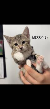 Merry -  Domestic Short Hair Cat for Adoption in Sneads Ferry, North Carolina - Merry | PetCurious