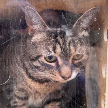 Deebo -  Domestic Short Hair and Mixed Breed Cat for Adoption in Philadelphia, Pennsylvania - Deebo | PetCurious