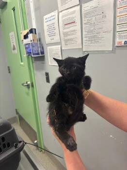 Andrew Garfield -  Domestic Short Hair Cat for Adoption in Bloomington, Indiana - Andrew Garfield | PetCurious