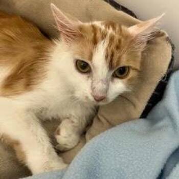 Focaccia -  Domestic Long Hair Cat for Adoption in Green Valley, Arizona - Focaccia | PetCurious