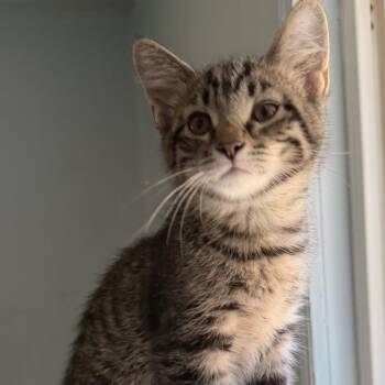 Ralph -  Domestic Short Hair Cat for Adoption in Richland, Michigan - Ralph | PetCurious
