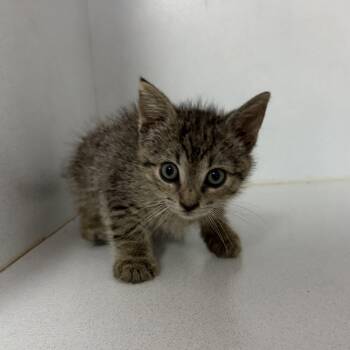 Road Rage -  Tabby Cat for Adoption in Columbia, South Carolina - Road Rage | PetCurious