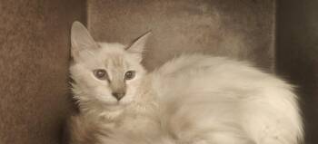 STEVIE -  Domestic Short Hair Cat for Adoption in Santa Fe, New Mexico - STEVIE | PetCurious
