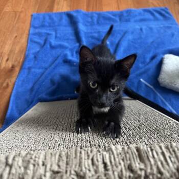 Sparrow -  Domestic Short Hair Cat for Adoption in Philadelphia, Pennsylvania - Sparrow | PetCurious