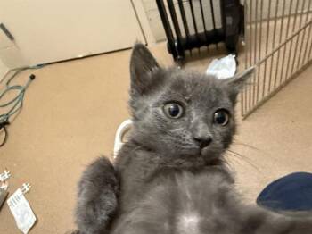 PUMA -  Domestic Short Hair Cat Available for Adoption in Frisco, Colorado - PUMA | PetCurious