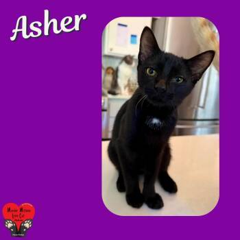 Asher -  Domestic Short Hair Cat for Adoption in Houston, Texas - Asher | PetCurious