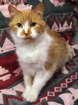 Domestic Short Hair Cats Available for Adoption - Peaches | PetCurious
