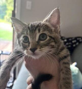 **2026-38B Tamarindo -  Domestic Short Hair Cat for Adoption in Windsor, Connecticut - **2026-38B Tamarindo | PetCurious