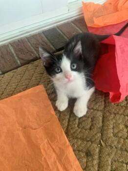Domestic Short Hair Cats Available for Adoption in North Charleston, South Carolina - 91227A Gus | PetCurious