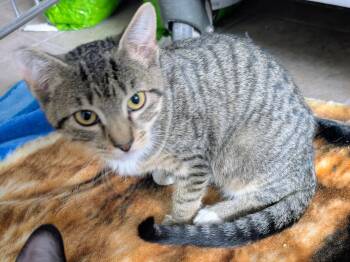 Suzie -  Domestic Short Hair Cat for Adoption in Eureka, California - Suzie | PetCurious