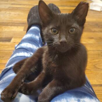 Rescue Domestic Short Hair Cats for Adoption in Granville, Ohio - Evander | PetCurious