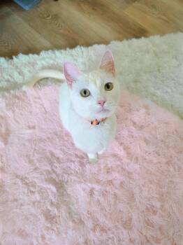 Domestic Short Hair Cats Available for Adoption - Maple | PetCurious