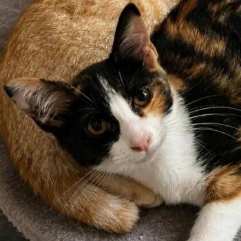 Ronda -  Domestic Short Hair Cat for Adoption in Edwardsville, Illinois - Ronda | PetCurious