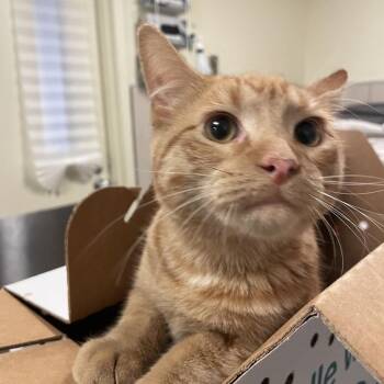 Tinky Winky -  Domestic Short Hair Cat for Adoption in Chicago, Illinois - Tinky Winky | PetCurious