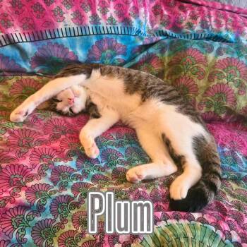 Playful Plum -  Domestic Short Hair Cat for Adoption - Playful Plum | PetCurious