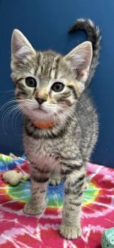 Huey -  Domestic Short Hair Cat for Adoption in Wilkesboro, North Carolina - Huey | PetCurious