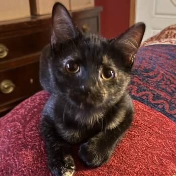 Rescue Domestic Short Hair and Tortoiseshell Cats for Adoption in Lemont, Illinois - Cameron | PetCurious
