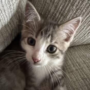 Lord Farquuad -  Domestic Short Hair Cat for Adoption - Lord Farquuad | PetCurious