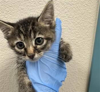 Domestic Medium Hair Cats Available for Adoption in Las Vegas, Nevada - JOSIE | PetCurious
