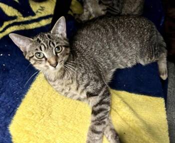 CHINA -  Domestic Short Hair Cat for Adoption in Kalamazoo, Michigan - CHINA | PetCurious