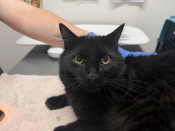 Malarkey -  Domestic Short Hair Cat for Adoption in Sacramento, California - Malarkey | PetCurious